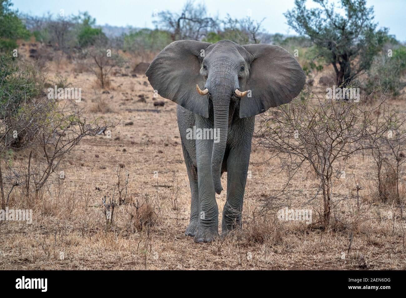Ohren Elefant im Kruger Park Südafrika bereit, kostenlos an Sie einschüchternd Stockfoto