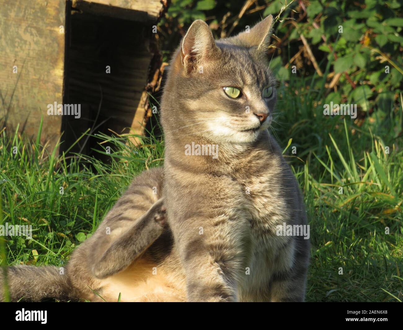 Tabby Katze liegt in der Sonne Stockfoto