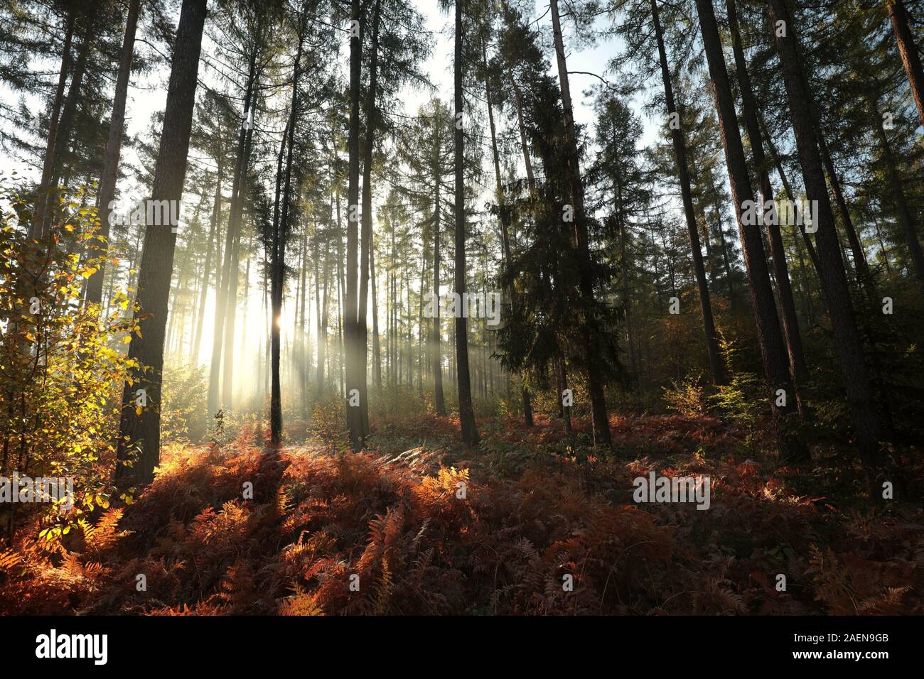 Lärchen in den Wald bei Nebel bei Sonnenaufgang. Stockfoto