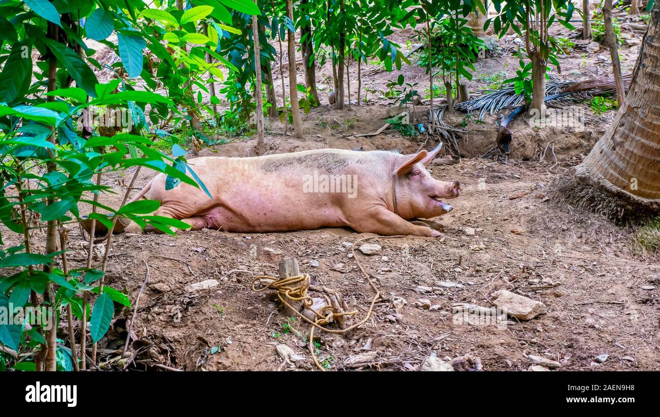 Eine große, gesunde Schweine in der Werft liegt. Es ist normal für Schweine bei der Fütterung zu salivate. Die Schweine ist ein beliebter kleiner Unternehmen in den Philippinen. Stockfoto