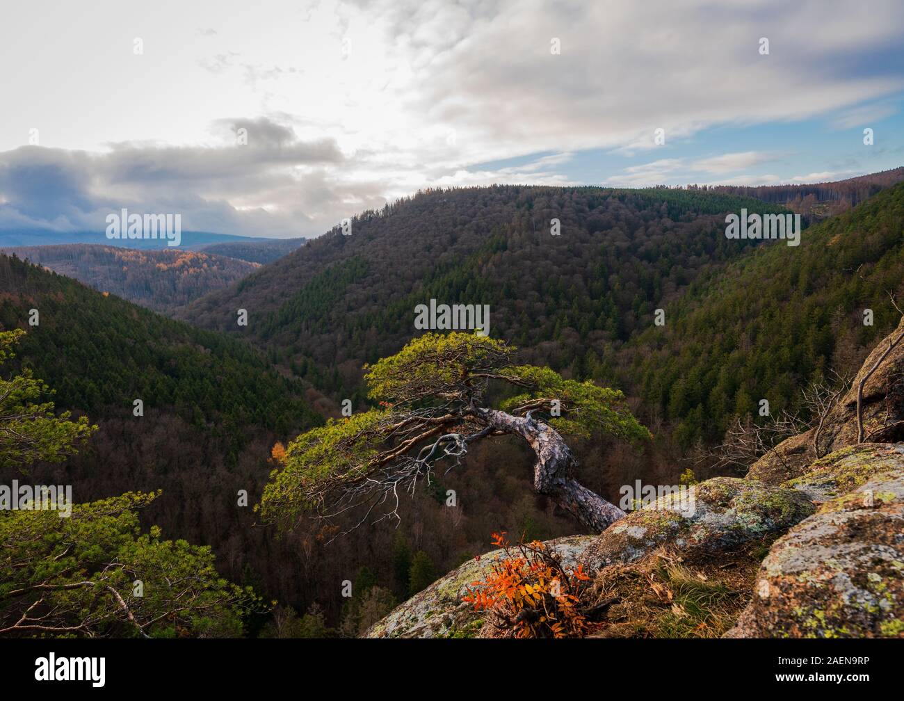 Alten mystischen Baum im Nationalpark Harz Stockfoto