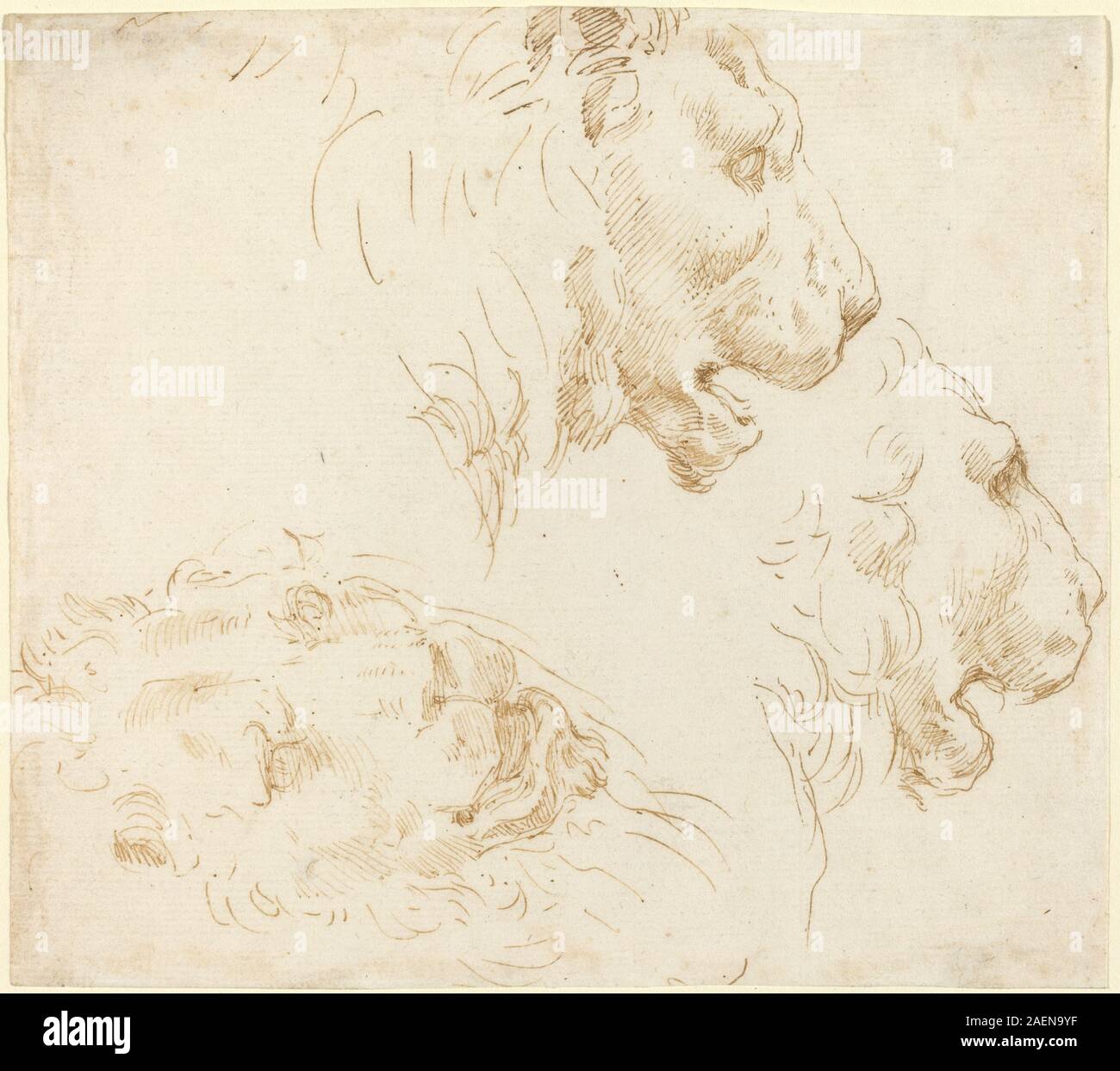 Diese Studie von Stefano Della Bella zeigt den Kopf eines Löwen mit Mähne, Gesichtsstruktur, Ausdruck, Augen, Augen, Mund, Nase und italienischer Zeichenstil aus dem 17. Jahrhundert. Stockfoto