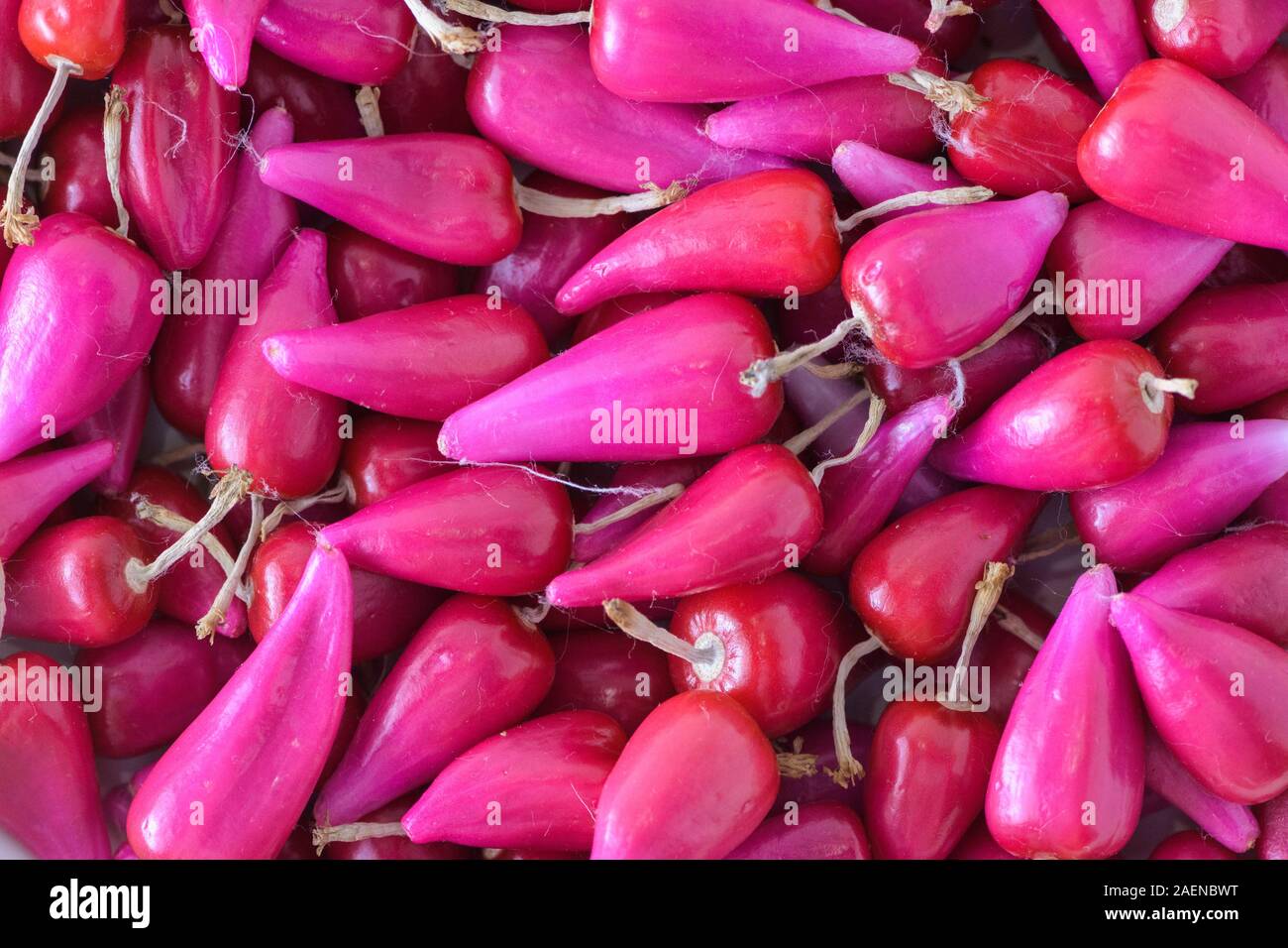 Pitiguey rosa Früchte Sortiment Markt Stockfoto