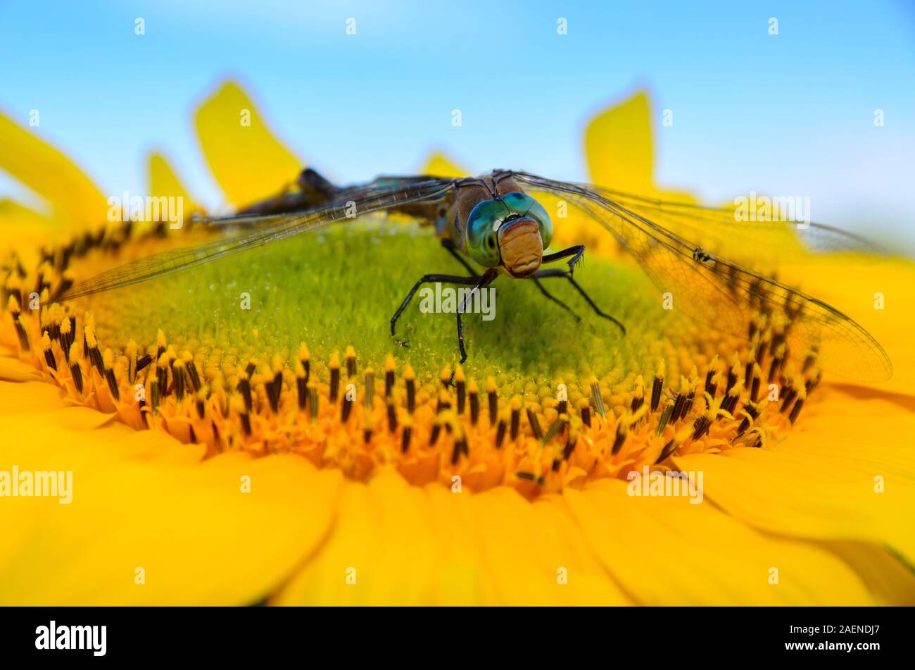 Dragonfly saß auf einer Sonnenblume. Stockfoto