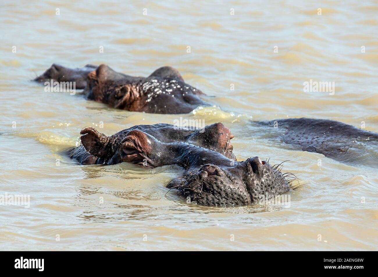 Haarige Hippo mit Augen, Ohren und Nasenlöcher über Wasser Stockfoto