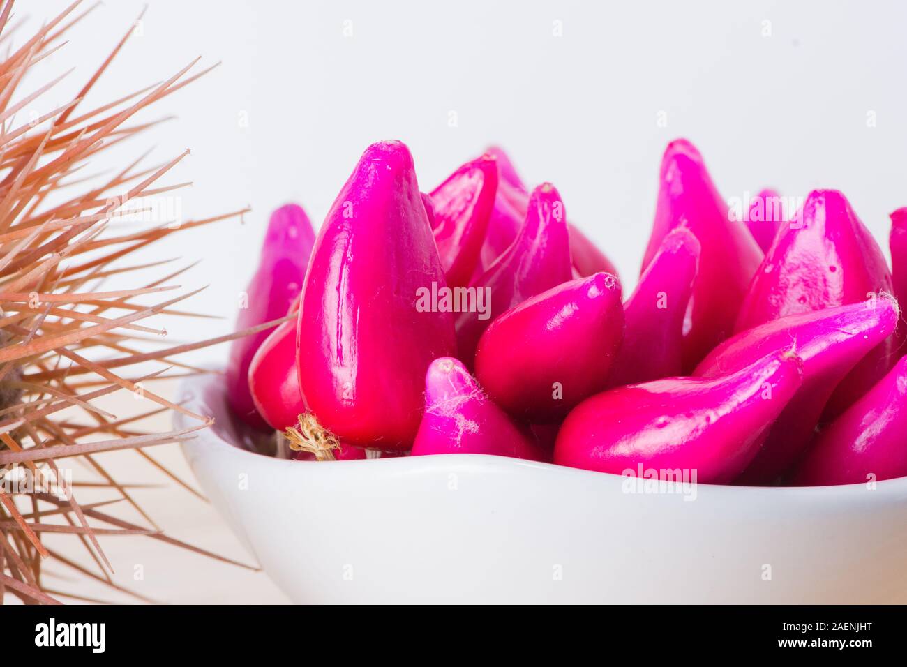 Pitiguey Rosa Frucht und Melocactus Curvispinus. Stockfoto