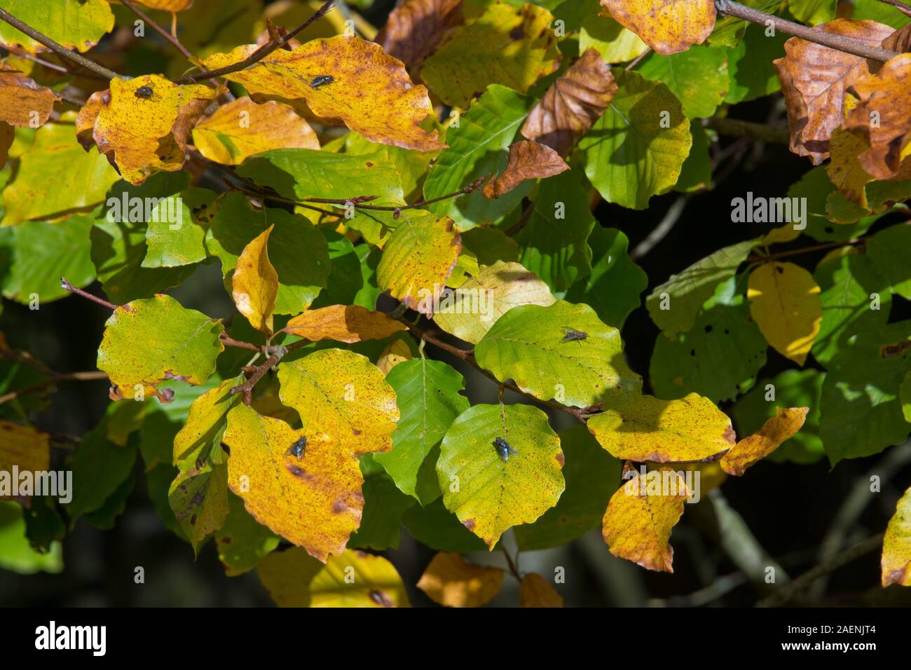 Buche (Fagus sylvatica) Blätter senescing, färben sich im frühen Herbst mit Fliegen "sonnen" in der späten Wärme der Sonne, in der Region von Bekshire, Oktober Stockfoto