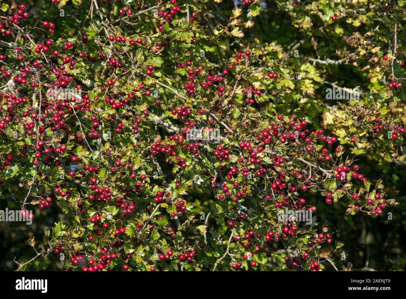 Reife Beeren auf weißdorn (Rosa moschata) im Herbst, importand Nahrung für Vögel im frühen Winter, Berkshire, Oktober Stockfoto
