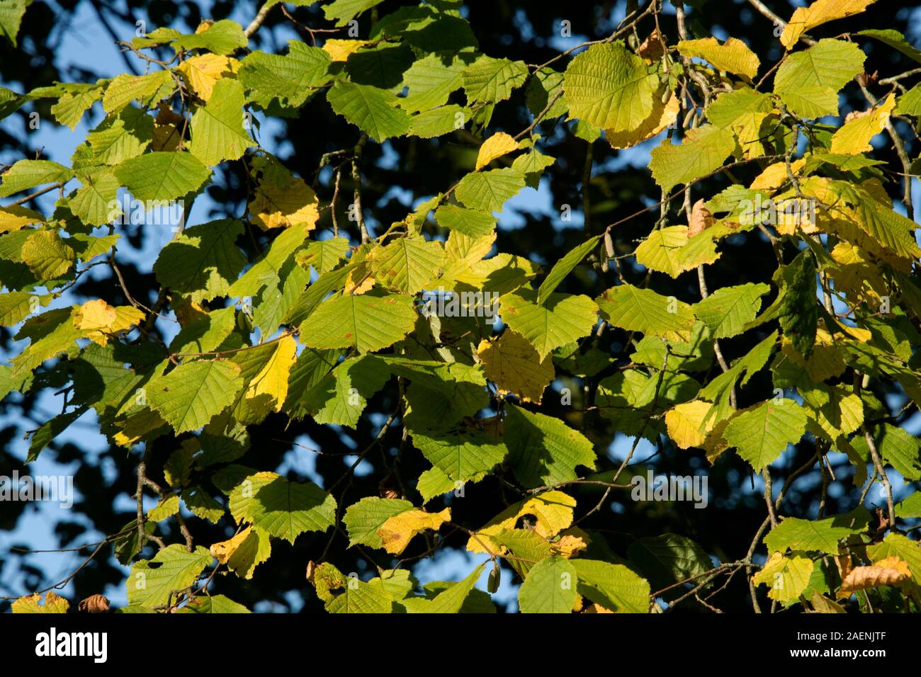 Hasel (Corylus avellana) Blätter seneszend, färben sich im frühen Herbstsonntag, in der Grafschaft, im Oktober Stockfoto