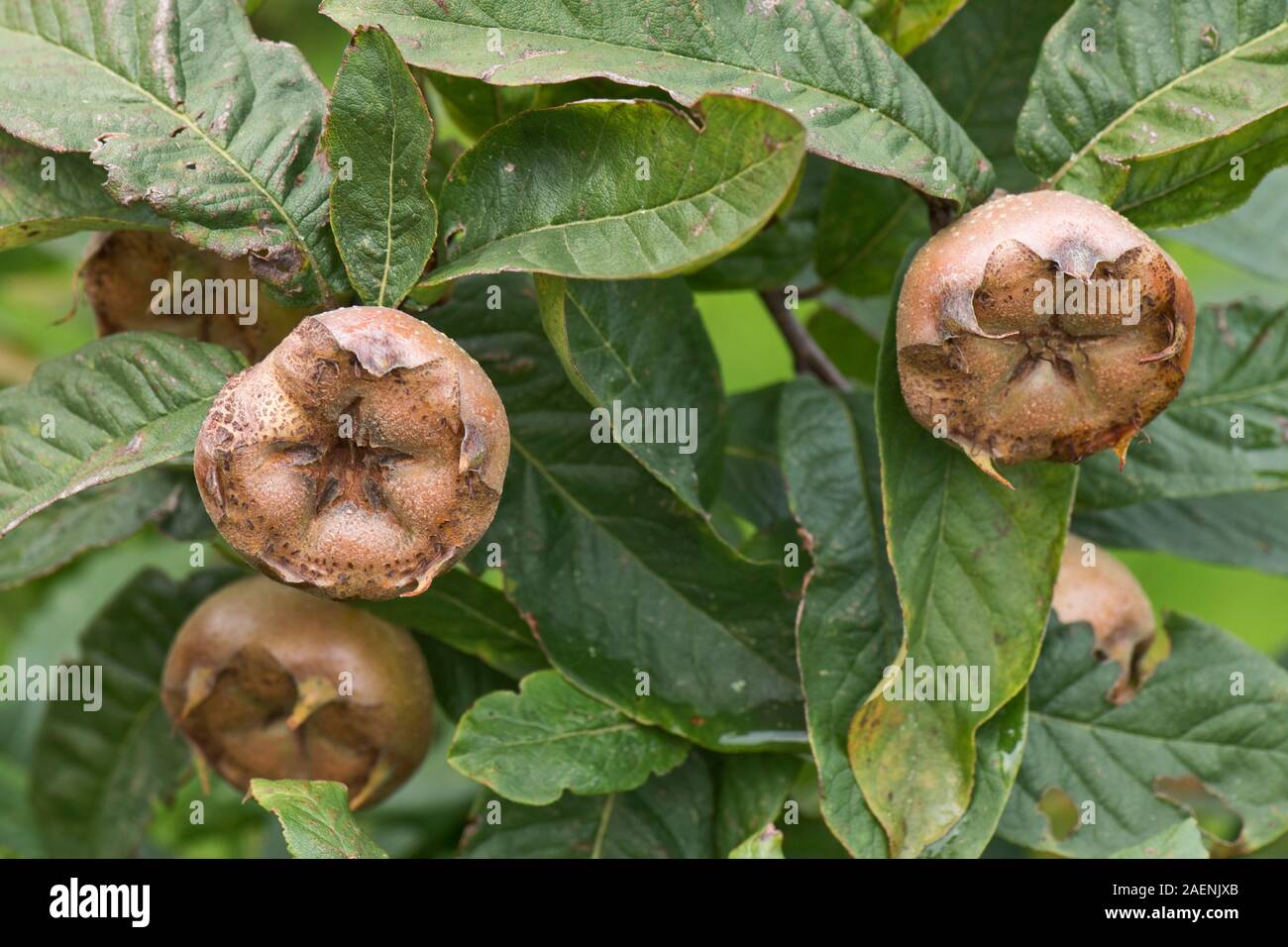 Mispel (Mespilus germanica) ganz reife Früchte reifen mit Blättern, die auf dem Baum, Berkshire, Oktober Stockfoto