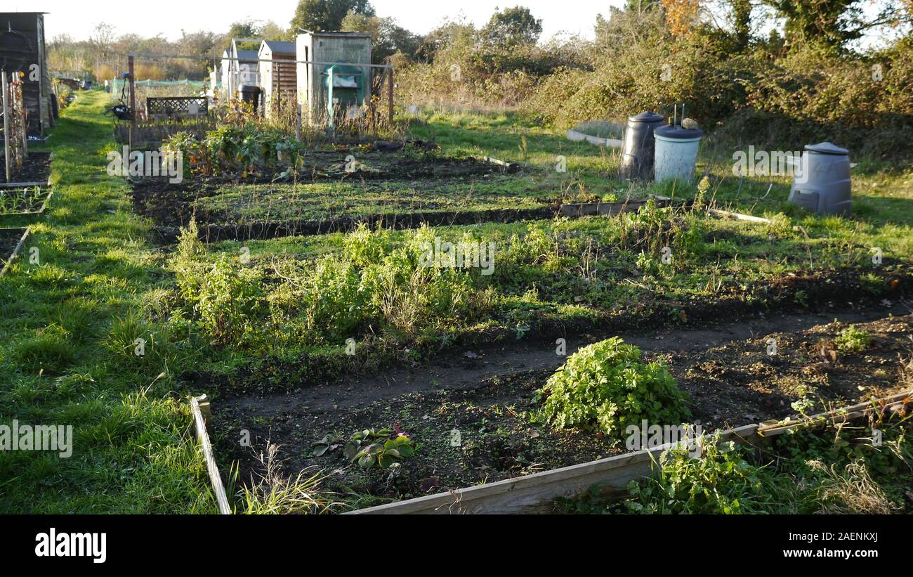 Eine öffentliche Zuteilung Plot im Winter in Surrey, Großbritannien Stockfoto