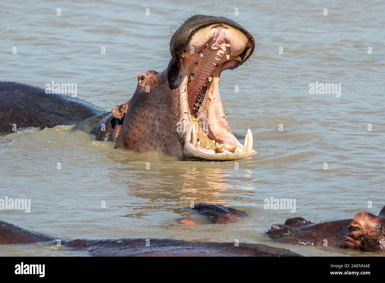 Die großen Flußpferd Gähnen zeigt Zähne und andere Detail Stockfoto