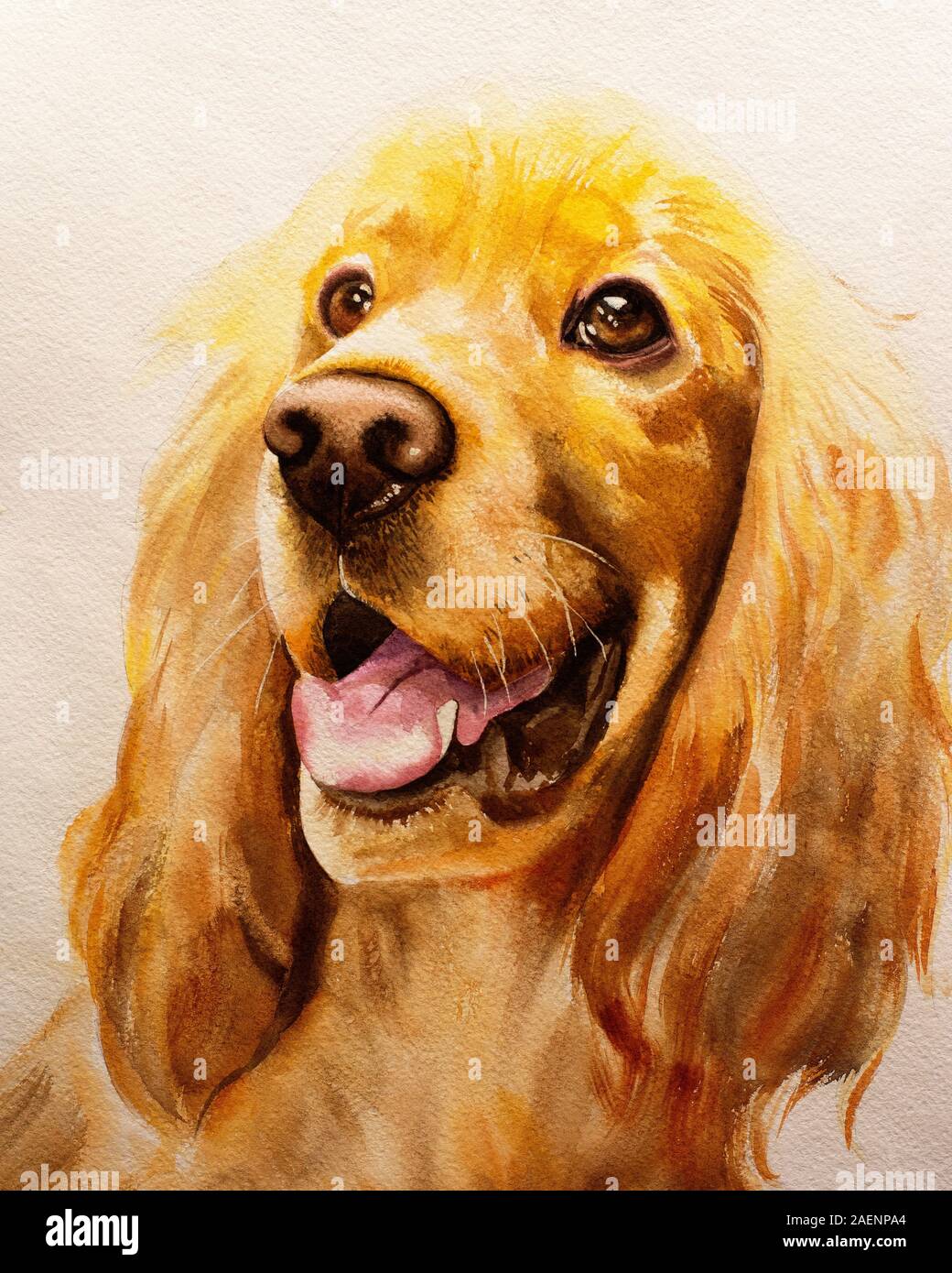 Der Hund der Rasse Cocker Spaniel ist golden in der Farbe, mit Aquarell auf Papier gemalt, sieht aus sorgfältig und gerade. Abbildung für Poster, Kalender Stockfoto