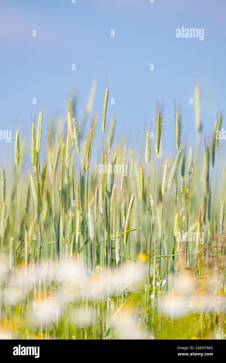 Bereich der Roggen Stockfoto