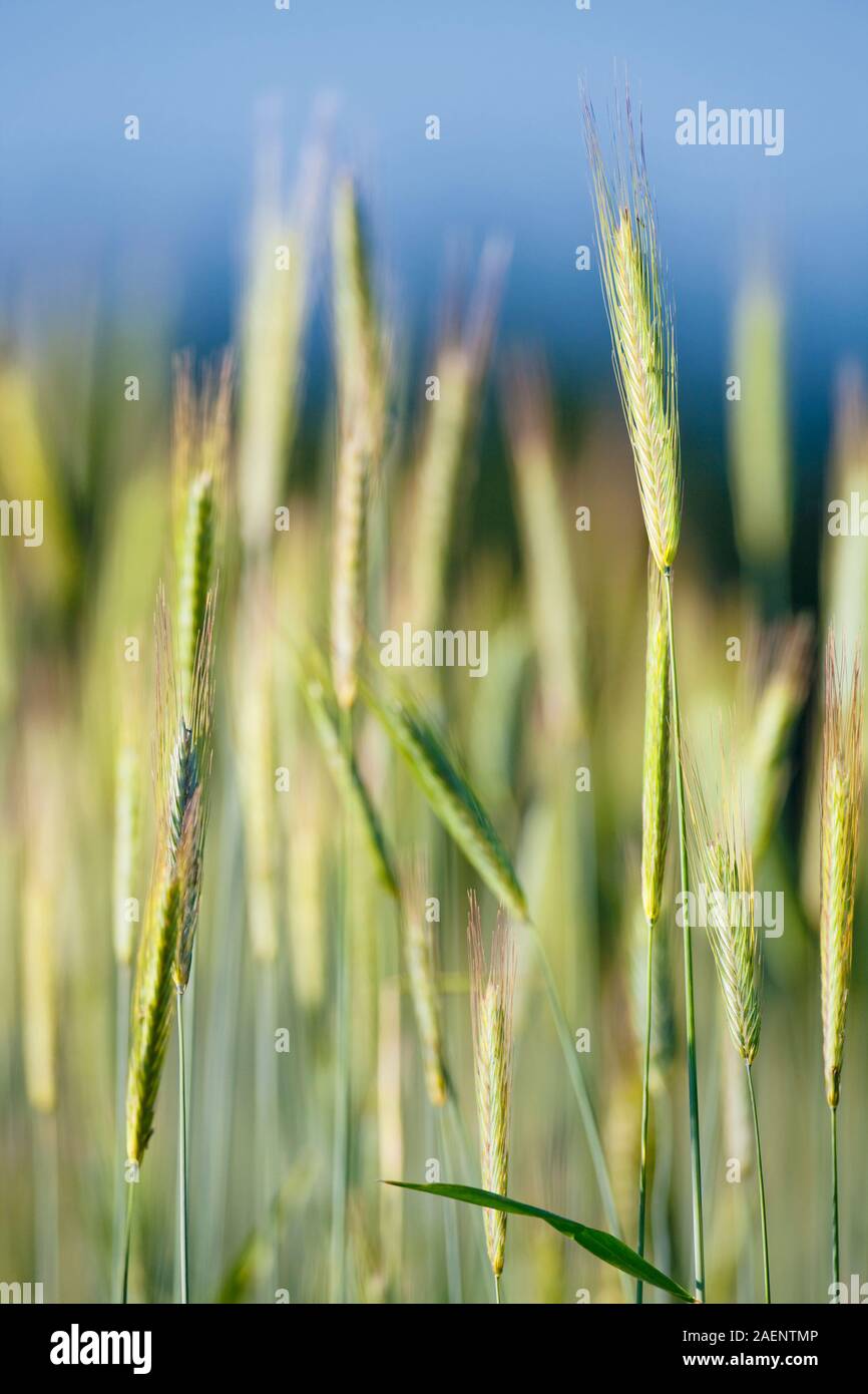 Nahaufnahme von Roggen in einem Feld Stockfoto