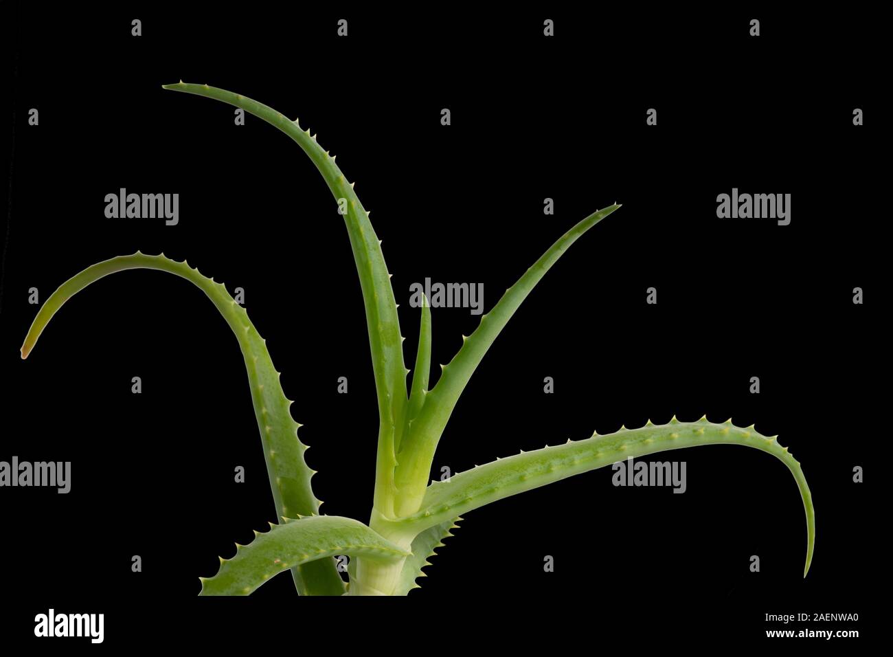 Grünen saftigen Blätter, Aloe vera auf schwarzem Hintergrund Stockfoto