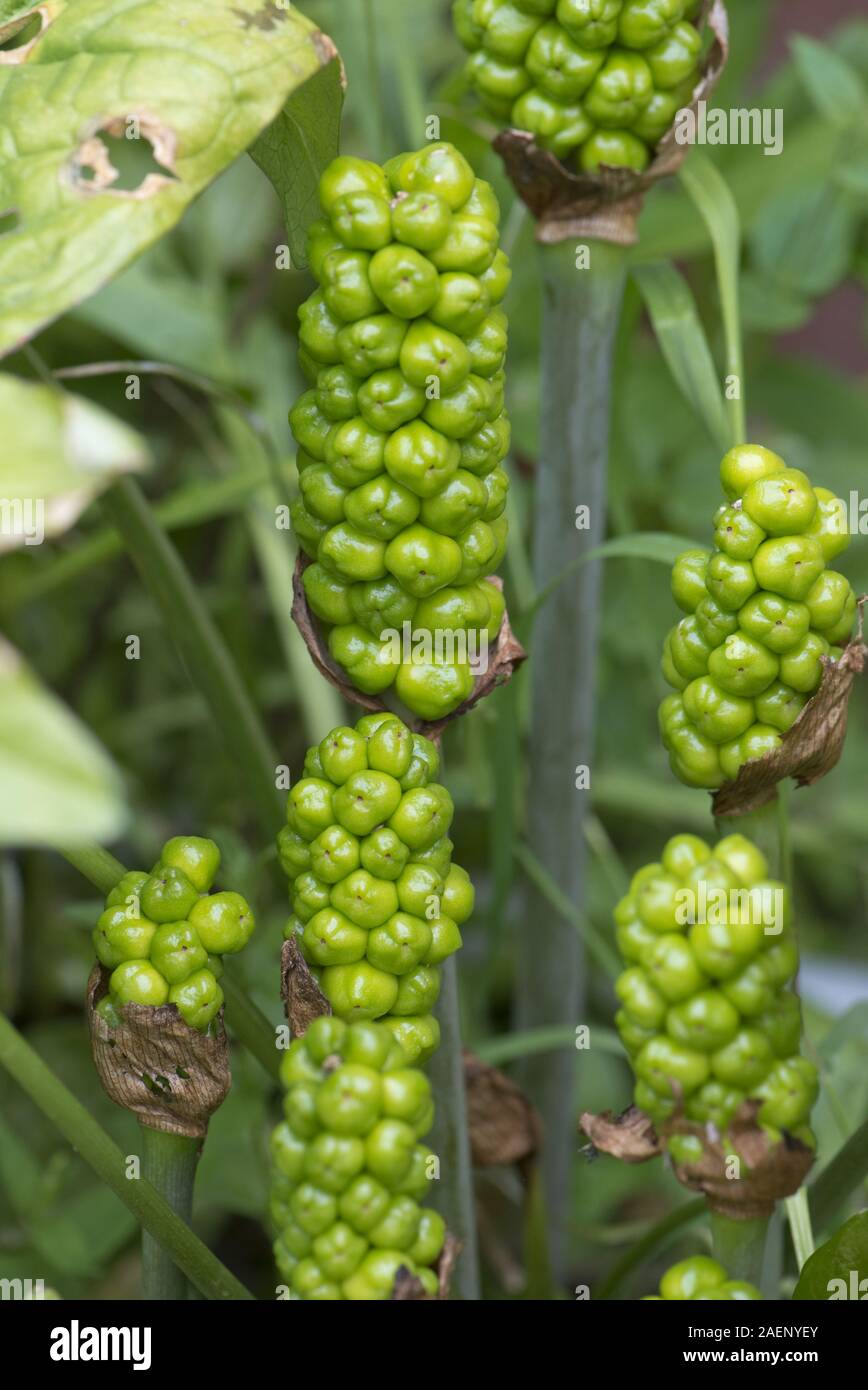Unreife grüne Früchte oder Beeren auf wild Arum, Kuckuck Pint oder Lords und Ladies, Arum maculatum, Berkshire, Juni Stockfoto