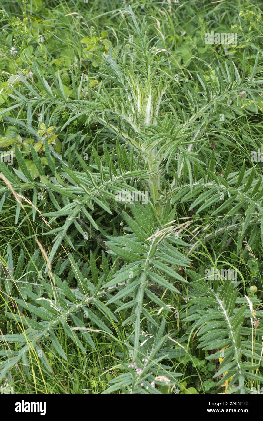 Eine schnell wachsende wollige Distel Pflanze, Cirsium eriophorum, markante Blätter auf grosse Anlage vor der Blüte, Berkshire, Juni Stockfoto