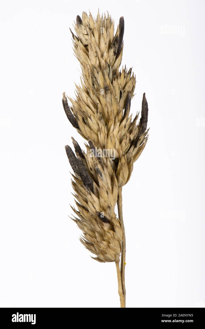 Mutterkorn, Claviceps purpurea, sclerotium auf Knaulgras, Dactylis glomerata, seedhead im Spätsommer, Berkshire, September Stockfoto