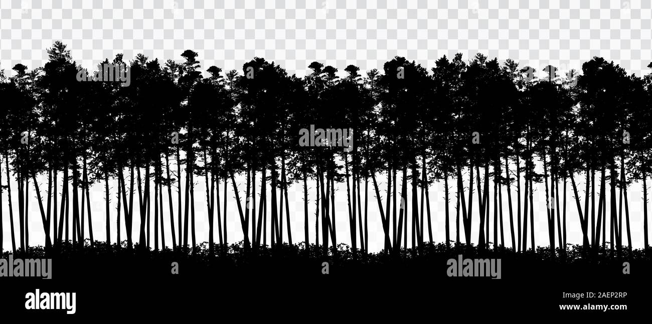 Realistische Darstellung der Landschaft mit nadelwald von Kiefern und Bäume, unter transparenten Himmel isoliert-Vektor Stock Vektor