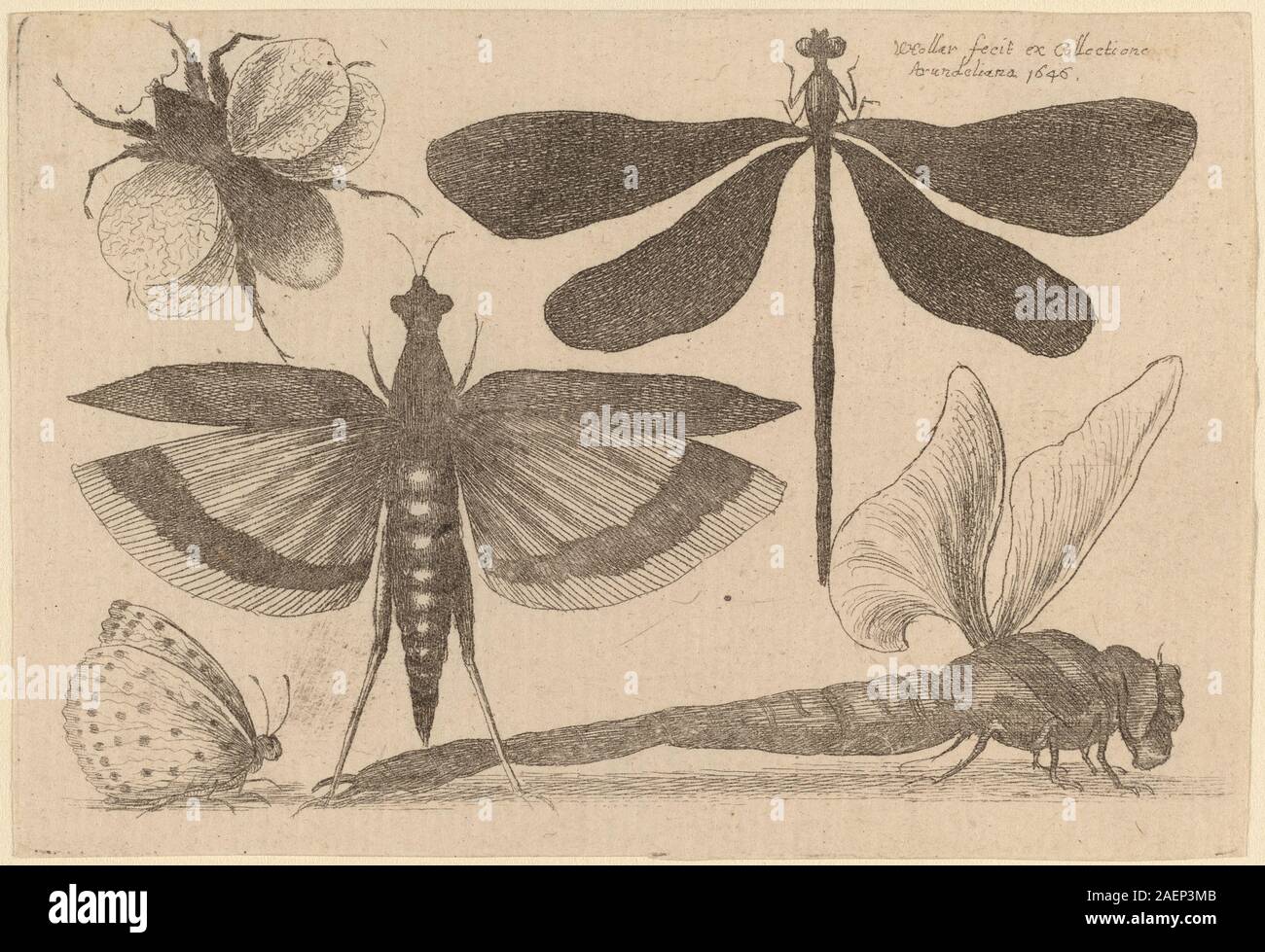 Gravur von Libellen und Hummeln von Wenzel Hollar, 1646, mit Insekten in naturalistischen Positionen, Flügeln, Körpersegmenten, Antennen, Beinen, und detaillierte Beobachtung der Natur. Stockfoto
