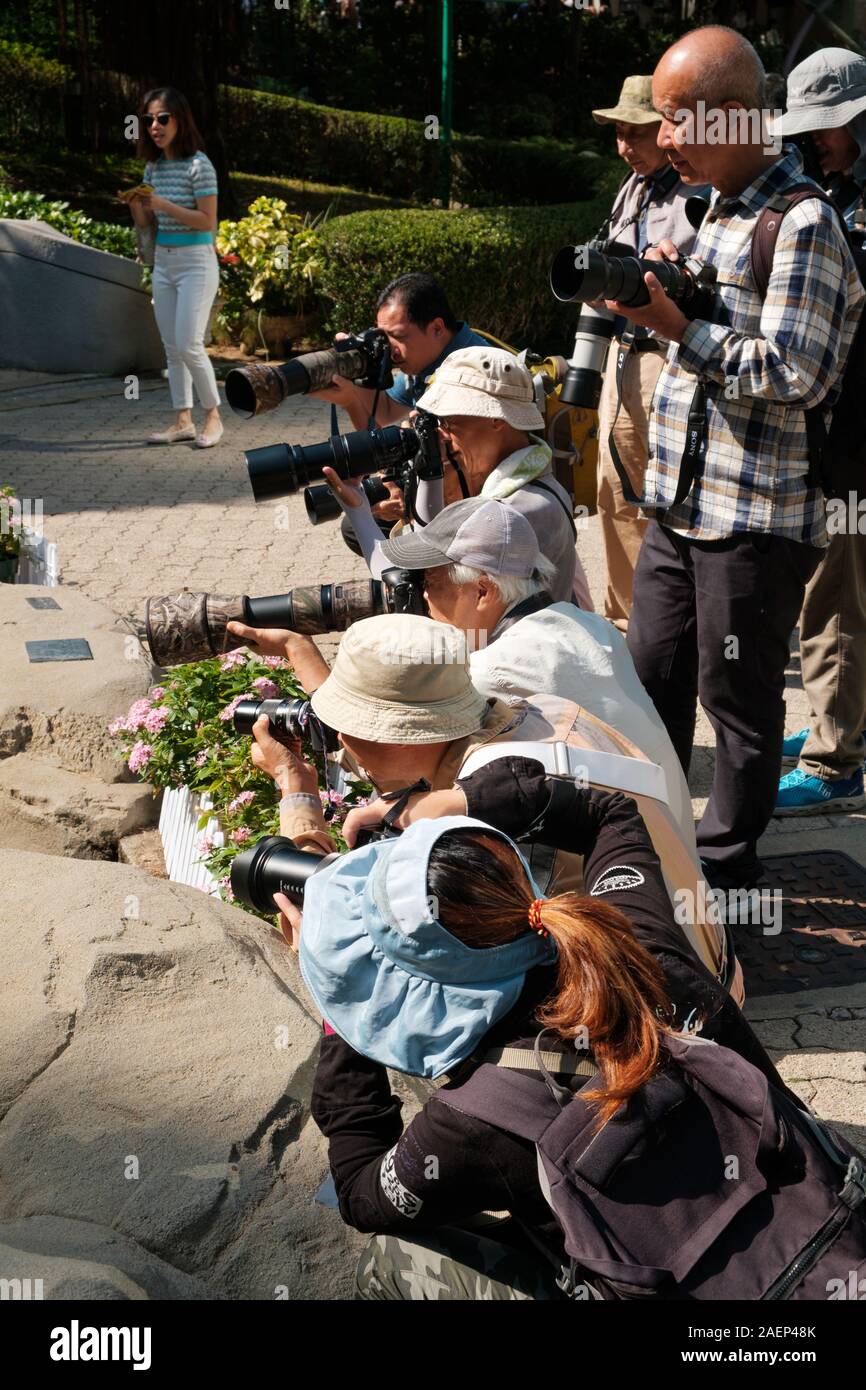HongKong - November, 2019: Gruppe von Fotografen, die Bilder von Insekten und Pflanzen in Hong Kong Park in Hongkong Stockfoto