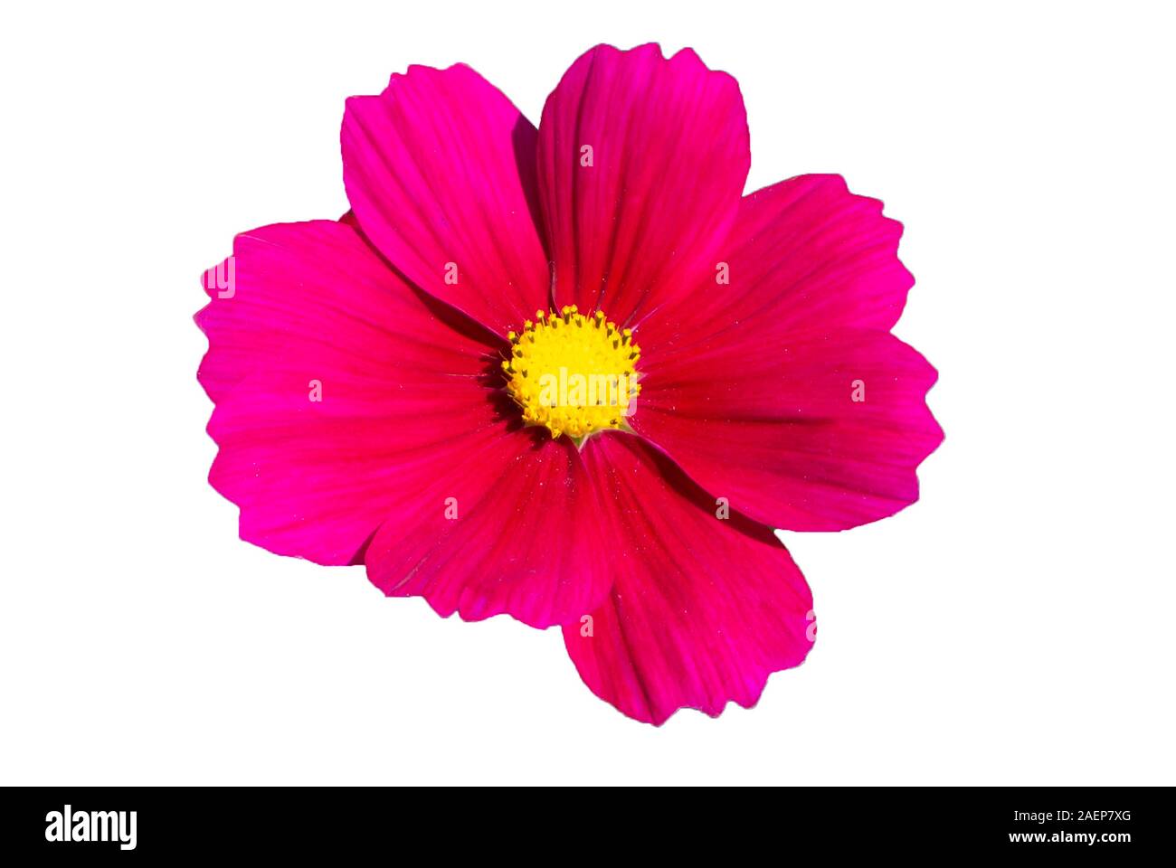 Rosa Kosmos Blume mit weißen Hintergrund Stockfoto