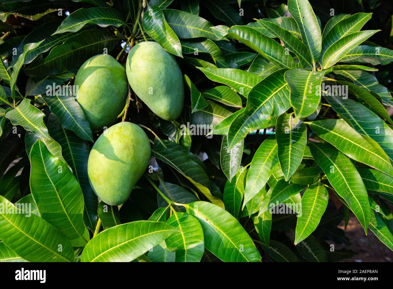 Nahaufnahme von Mangos Hängen an einem Baum Stockfoto