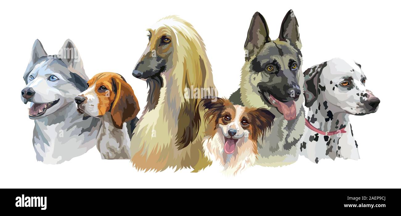 Bunte Vektor realistische Abbildung von Hunderassen Porträts: Deutscher Schäferhund, Siberian Husky, Beagle, Afghan Hound, Dalmatinische auf Weiß isoliert zurück Stock Vektor