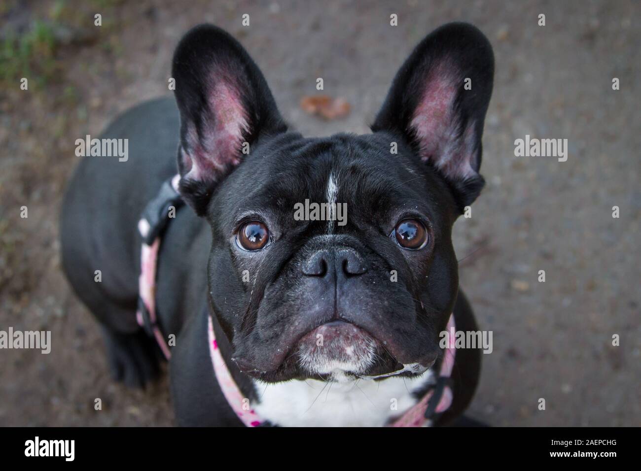 Eine junge schwarze Französische Bulldogge suchen bis in die Kamera Stockfoto