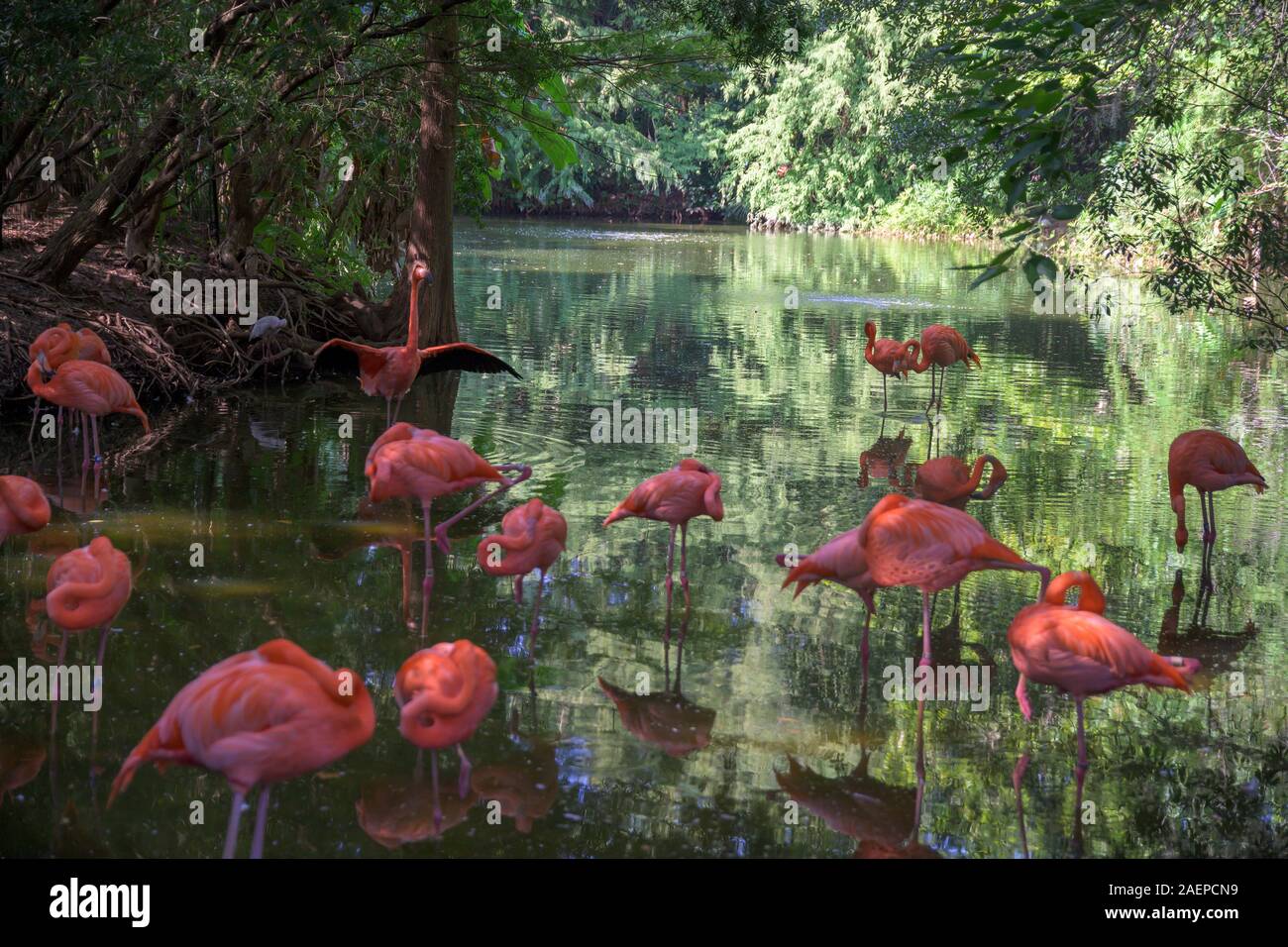 Herde von rosa Flamingos in einigen seichten Wasser Stockfoto