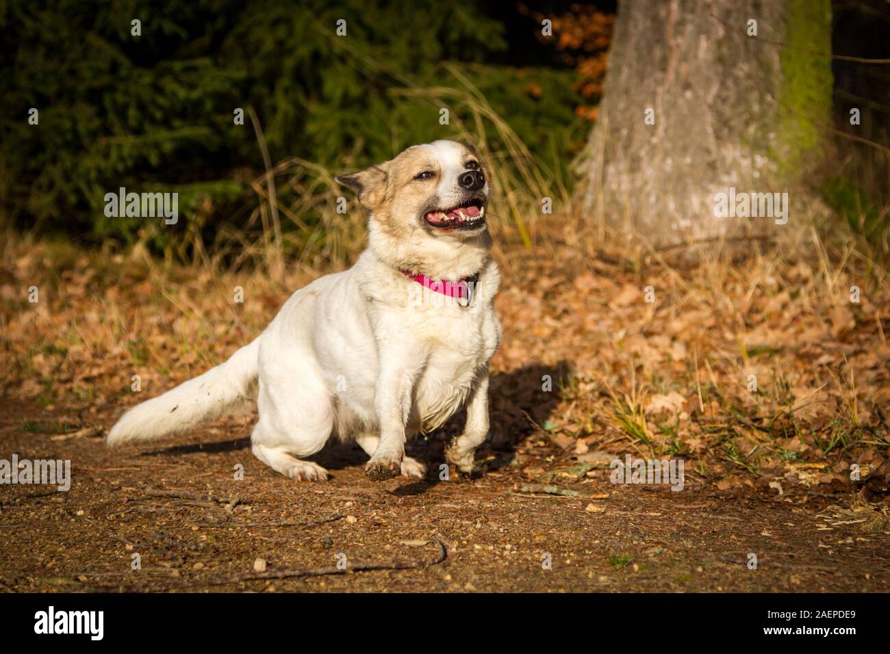 Kleinen Weißen mixbreed Hund beginnt zu seinem Besitzer zu laufen Stockfoto