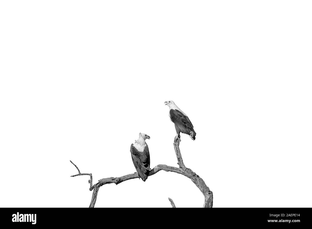 Zwei afrikanische Fische Adler, Haliaeetus vocifer, auf einem toten Baum, von weiß, Monochrom isoliert Stockfoto