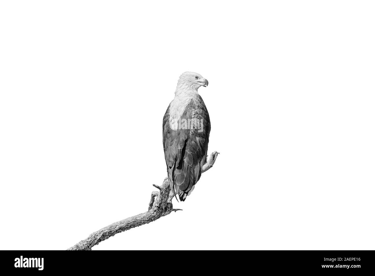 Eine African Fish Eagle, Haliaeetus vocifer, auf einem toten Baum, isoliert auf weißem Stockfoto