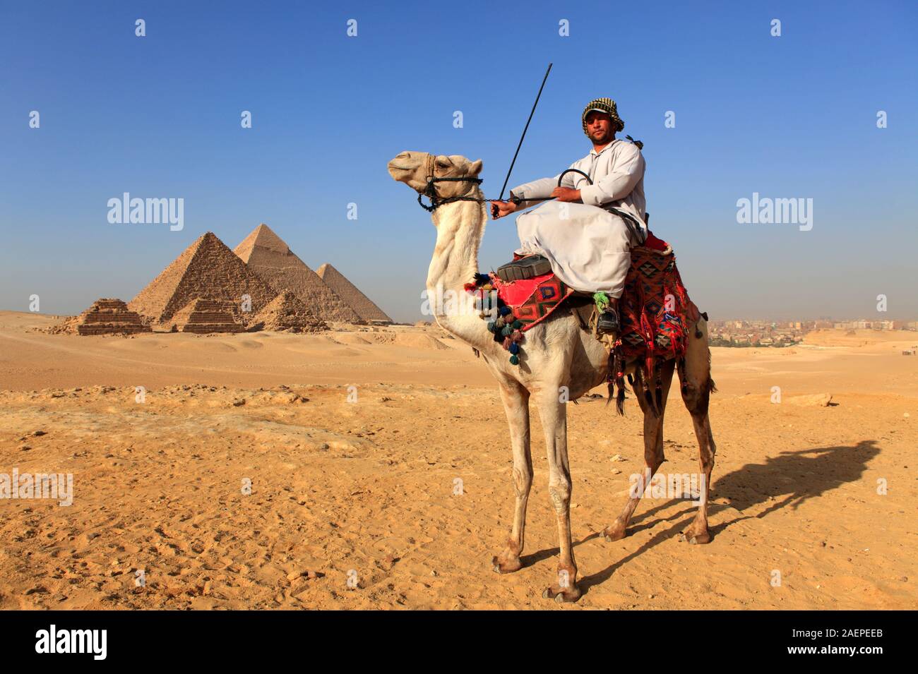 Kamele bei der Pyramide von Gizeh, Ägypten komplexer Stockfoto