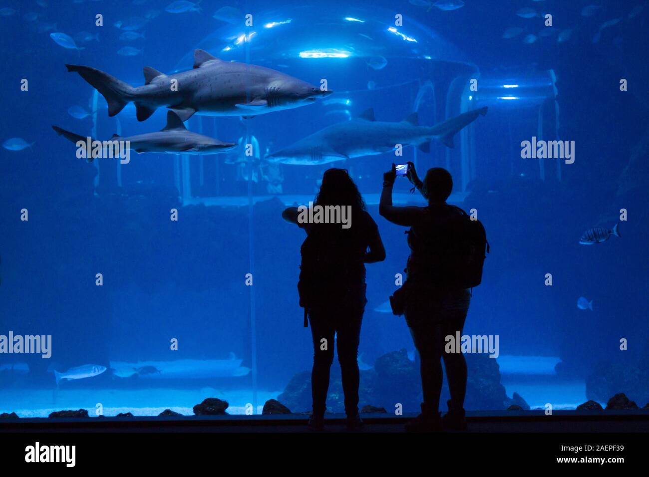 Poema del Mar Aquarium, Gran Canaria Stockfoto