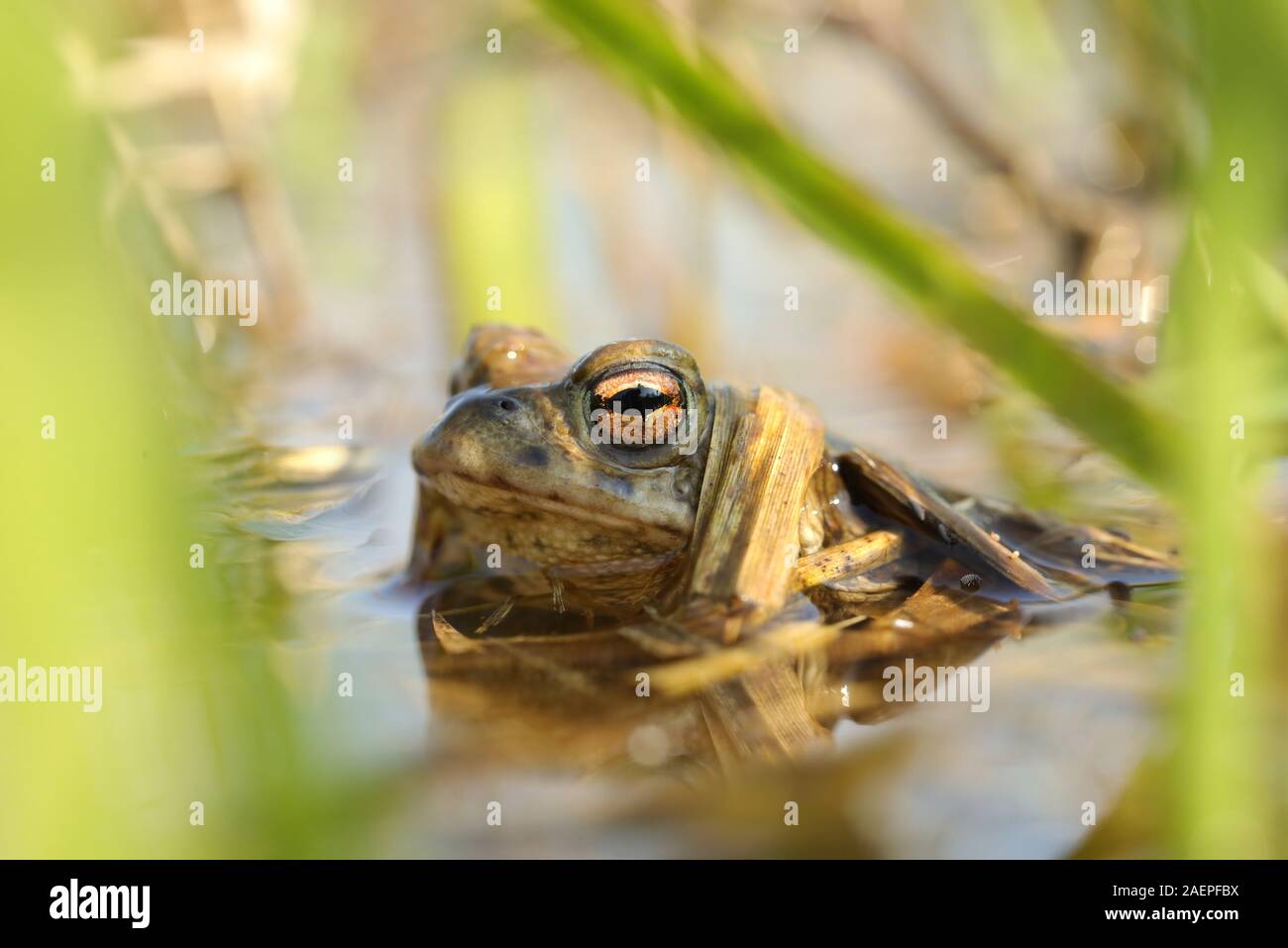 Frosch im Teich, während der paarungszeit an einem sonnigen Frühlingsmorgen. Stockfoto