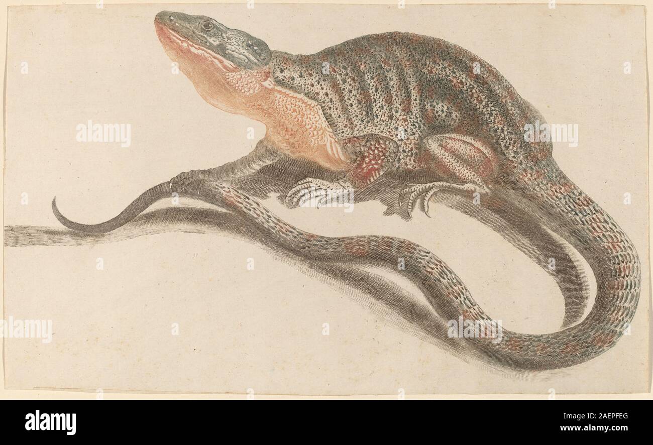 Kupferstich der Werkstatt von Johann Teyler aus den 1680er-1690er Jahren mit einer Eidechse im naturalistischen Stil, die Körper, Schwanz, Gliedmaßen, Schuppen, und die europäische Druckerei des späten 17. Jahrhunderts. Stockfoto