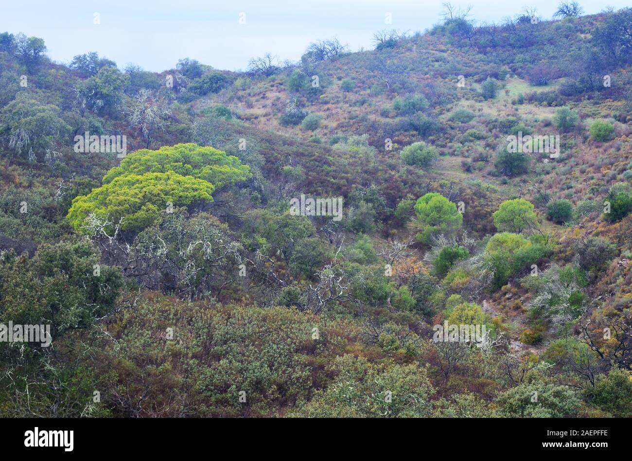 Mediterrane Wälder Wiederherstellen nach einem Waldbrand, Algarve, Portugal Stockfoto