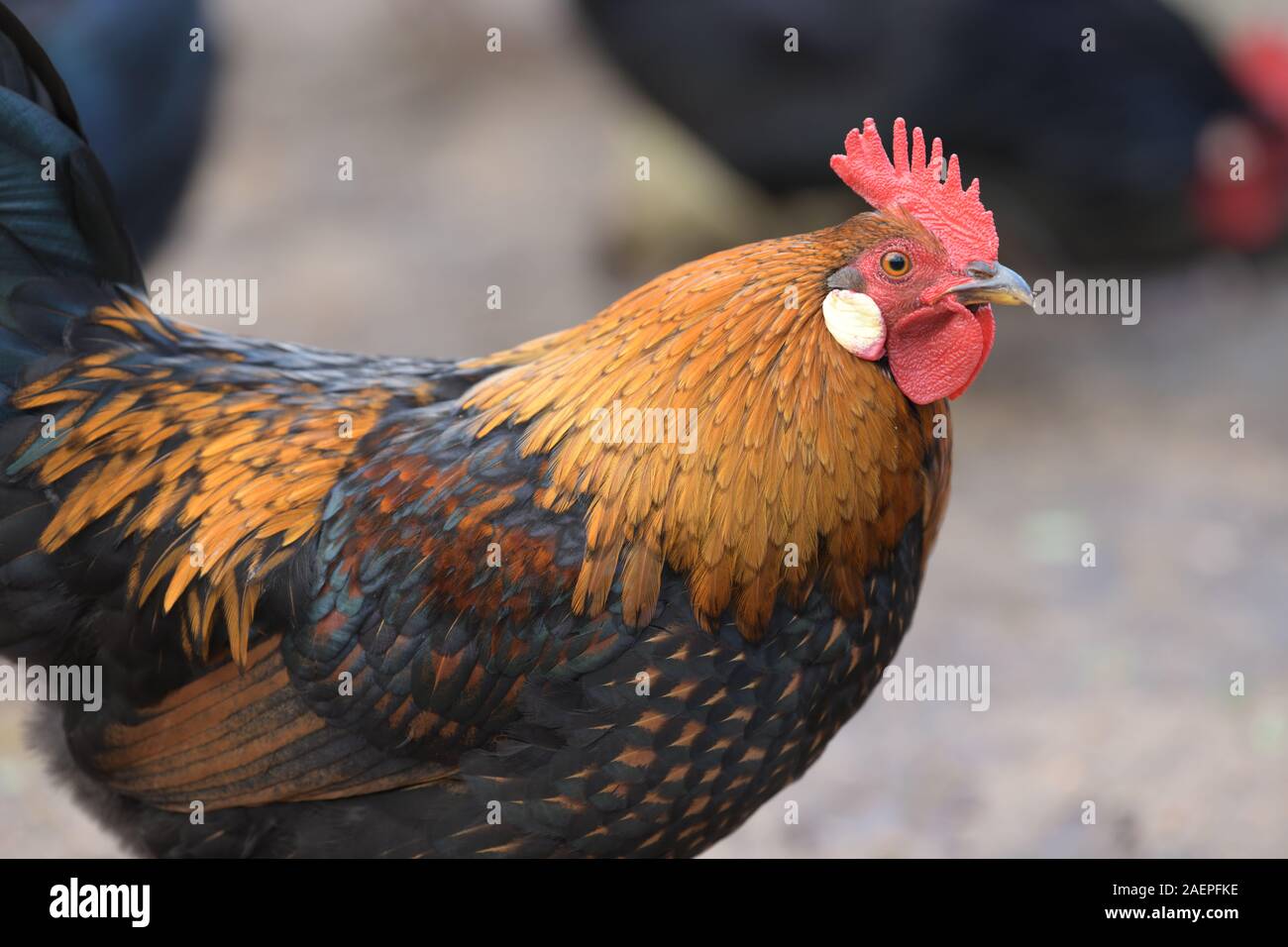 Schwarz Kupfer Maran Huhn und Hahn Stockfoto