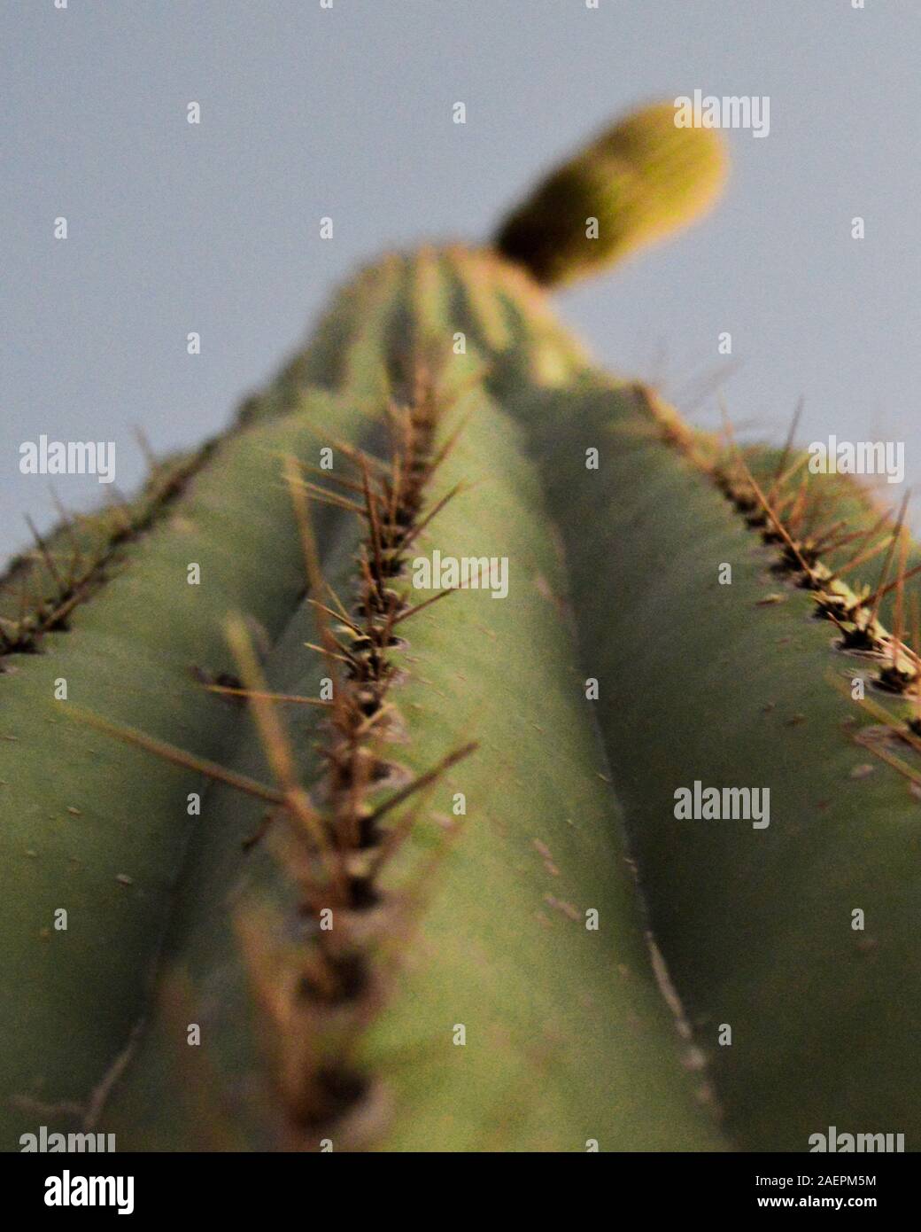 Nahaufnahme eines Saguaro Kaktus im Organ Pipe Cactus National Monument, Arizona Stockfoto