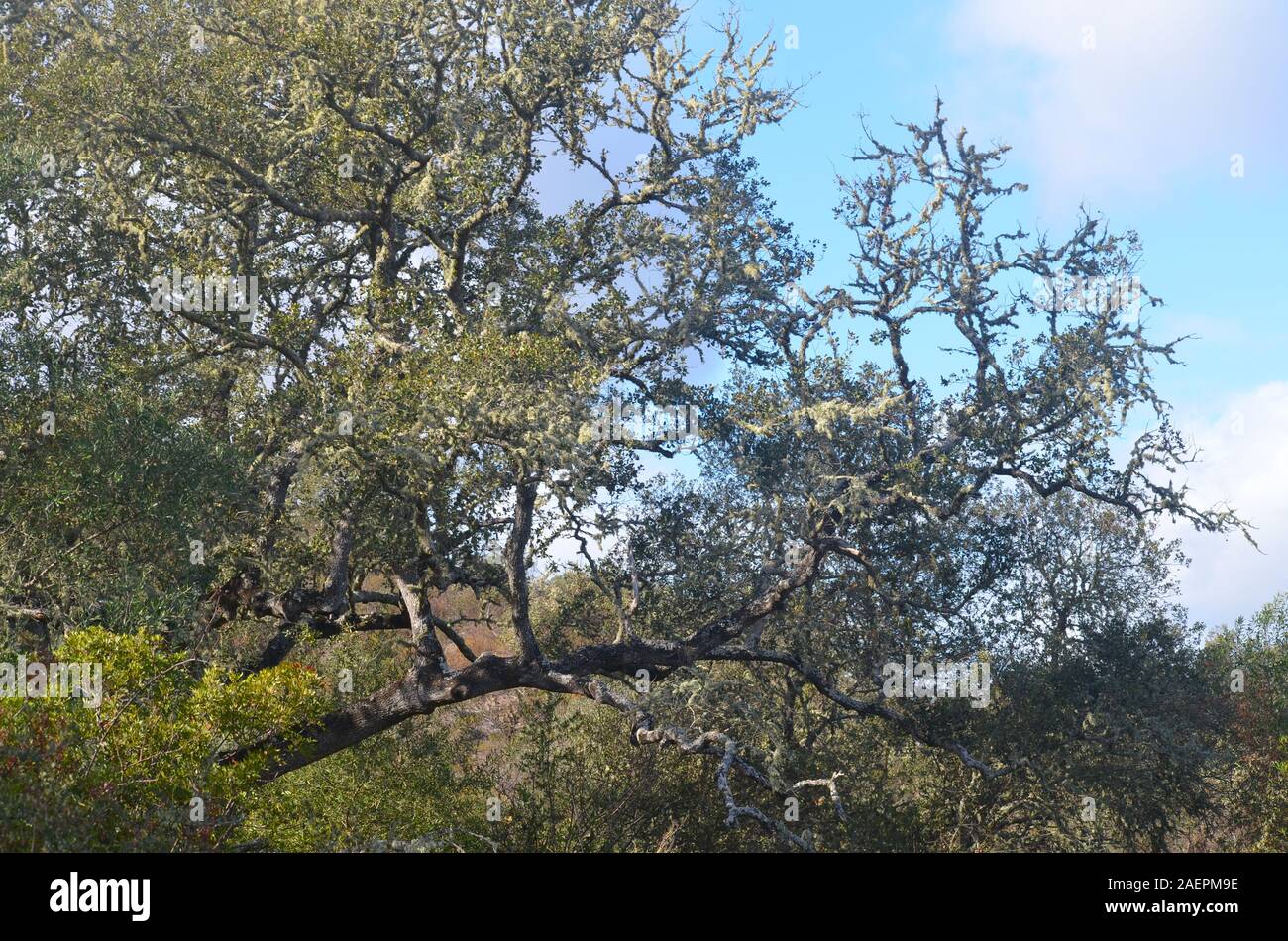 Kleiner überrest Patches der ursprünglichen Kork und olm Eichenwälder, die entlang der unteren Tal des Guadiana, Alentejo, Portugal Stockfoto