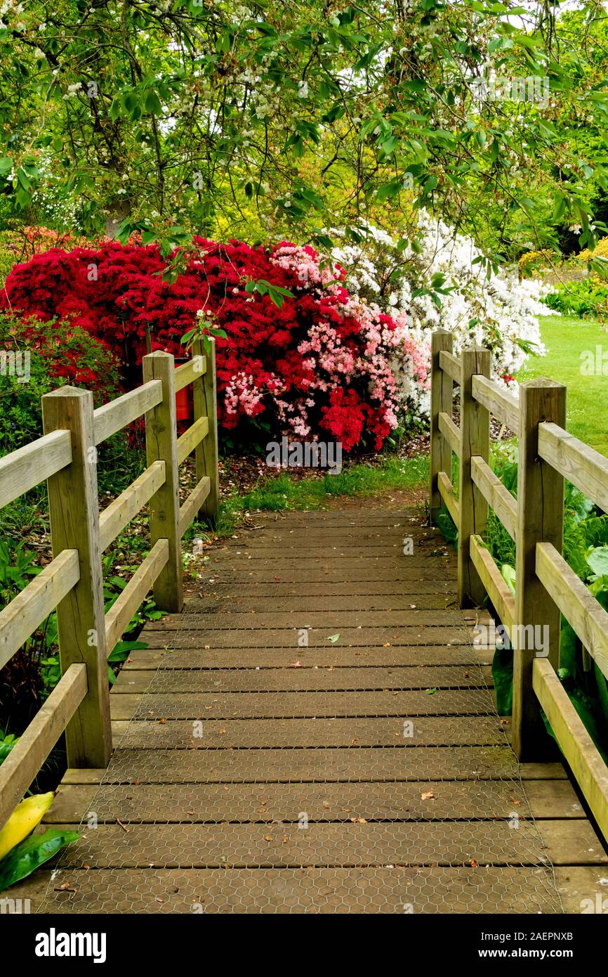 Eine Brücke über den Teich vor Azaleen und Rhododendren in der Savill botanischen Garten in Egham, Surrey, Großbritannien Stockfoto