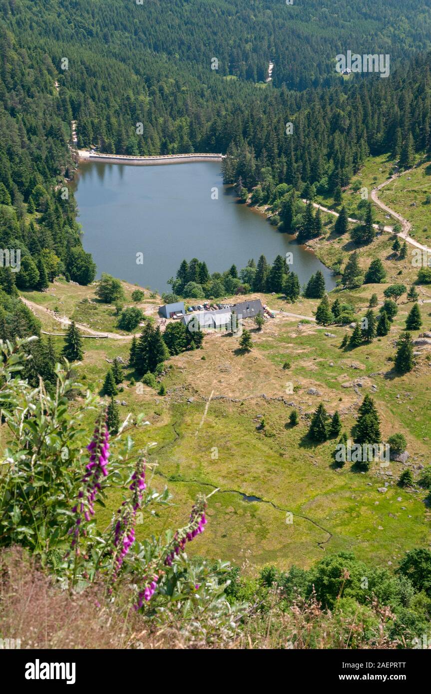 Forlet Sees (1303m) aus Sicht der Gazon du Faing, Vogesen-Massiv, Haut-Rhin (68), Elsass, Frankreich Stockfoto