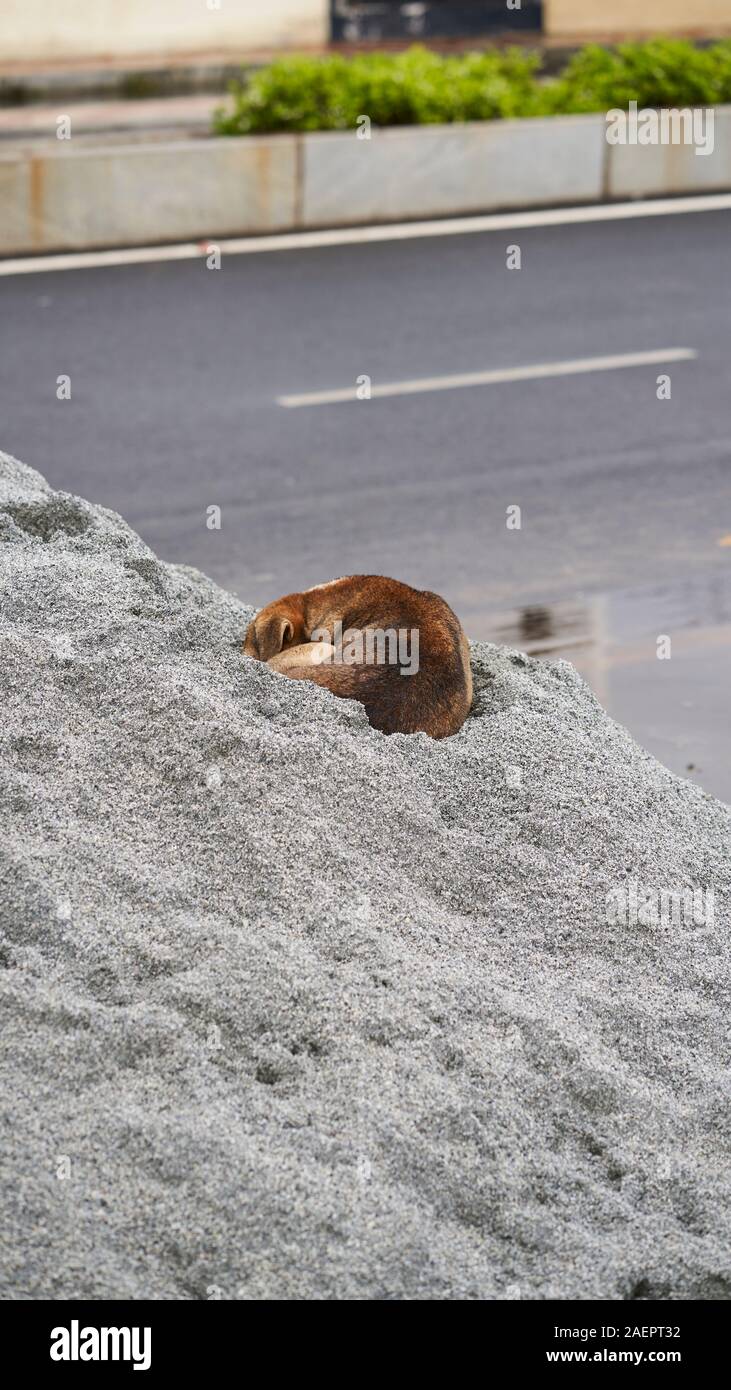 Ein Hund schläft in einem Haufen von Material im Straßenbau eingesetzt Stockfoto