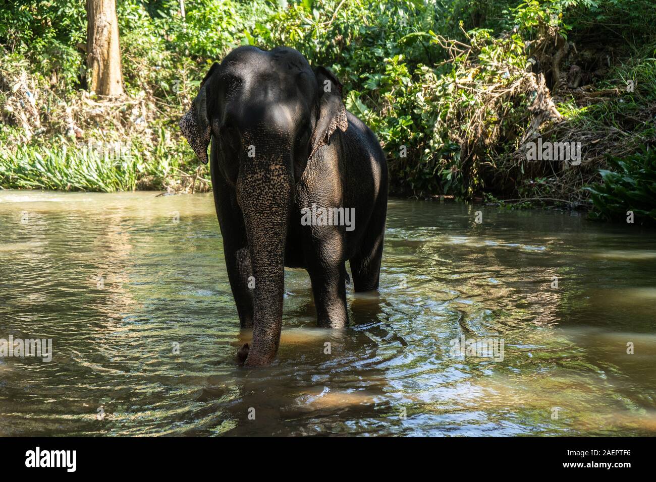 Junge fröhliche indischer Elefant badet im Fluss Stockfoto