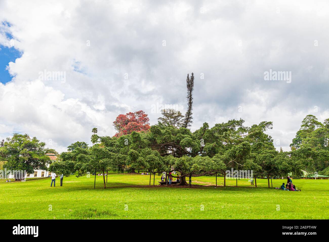 Ficus Benjamina in Royal Botanical Gardens, Peradeniya, Kandy, Sri Lanka Stockfoto