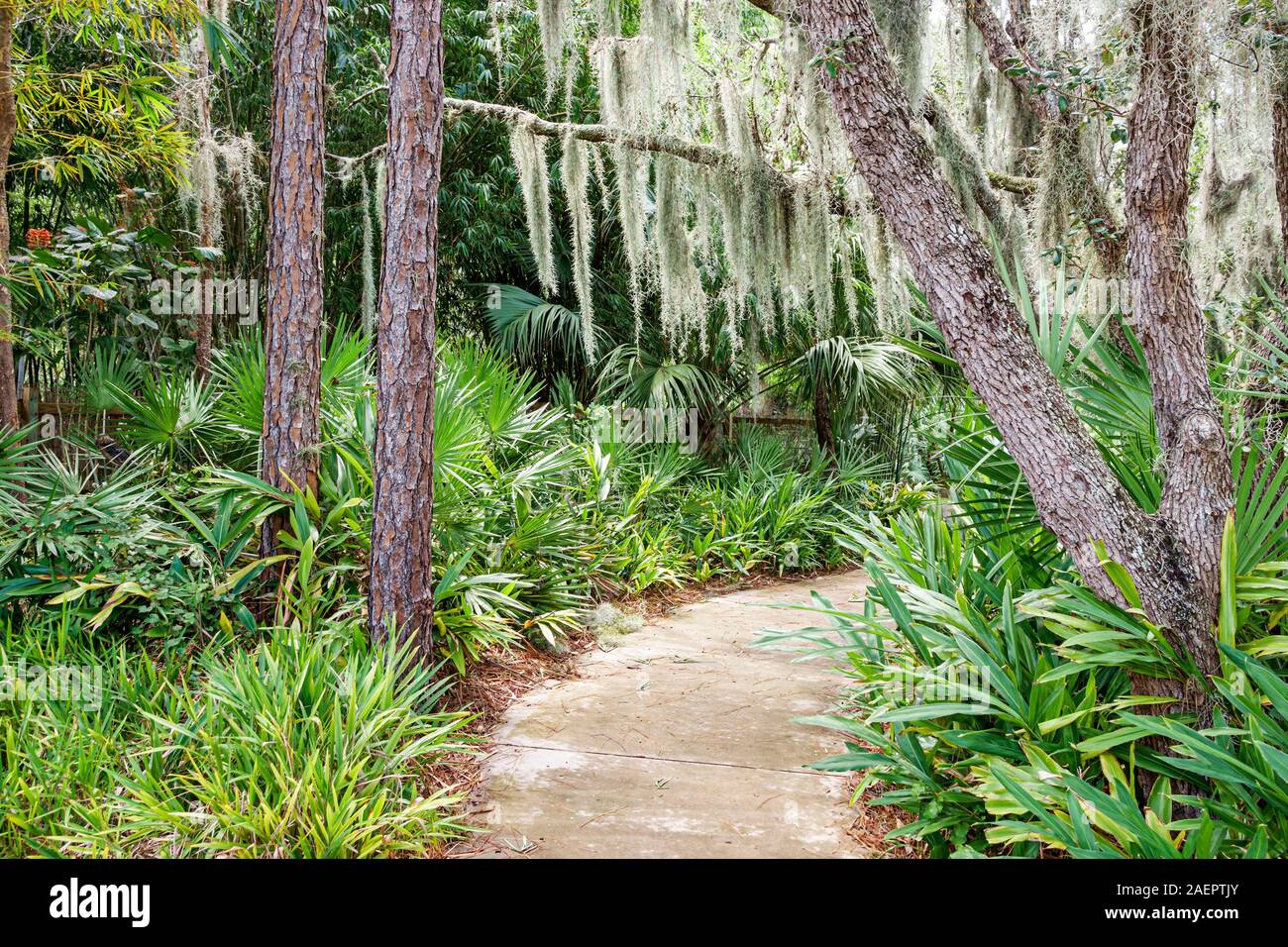 Port St. Saint Lucie Florida, Port St. Lucie Botanical Gardens, Gehweg, moos drapierter Baum, Vegetation, FL190920031 Stockfoto