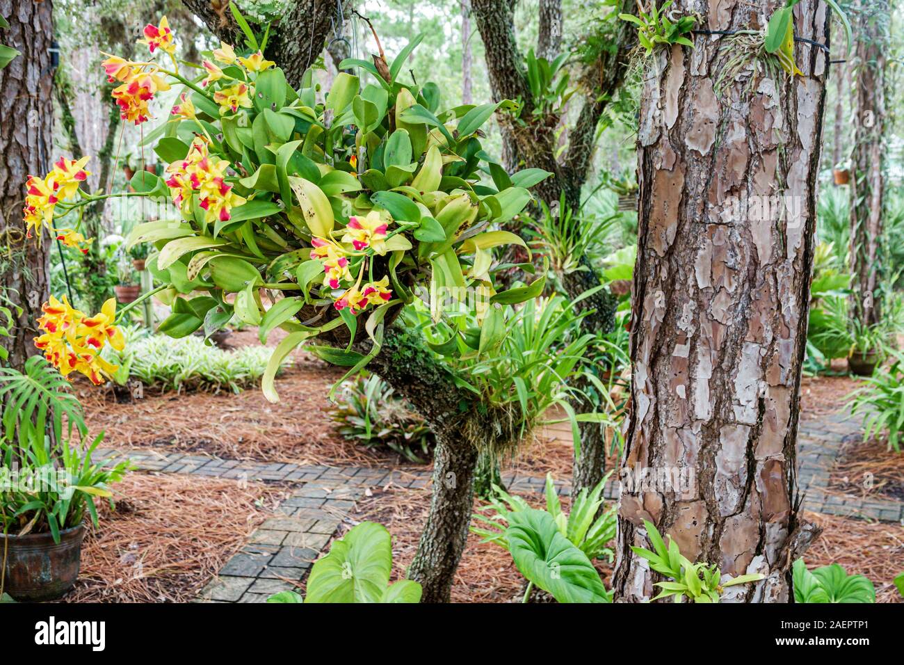 Port St. Saint Lucie Florida, Port St. Lucie Botanical Gardens, Orchideengarten, Blumen, FL190920037 Stockfoto
