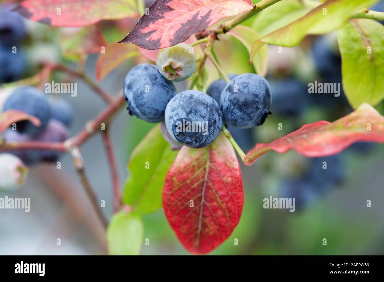 Vaccinium Corymbosum. Heidelbeeren Reifen auf den Busch. Stockfoto